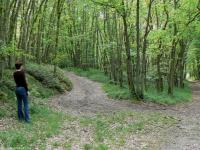 Villeconin forest near Paris